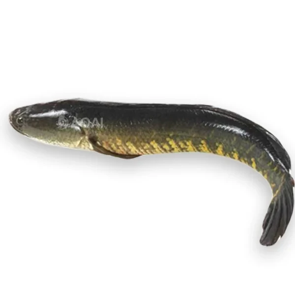 Hybrid Murrel Fish