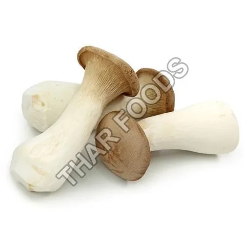 King Oyster Mushroom