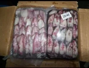 Frozen Squid Fish