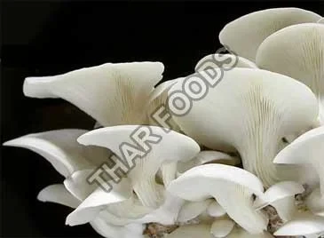 Fresh Mushroom
